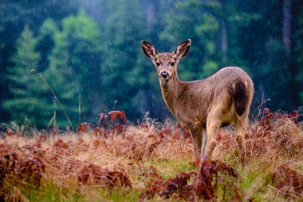 How to Choose the Best Deer Attractant for Your Hunting Area Standish Milling Company