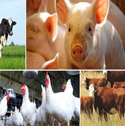 Livestock Feed & Supplies