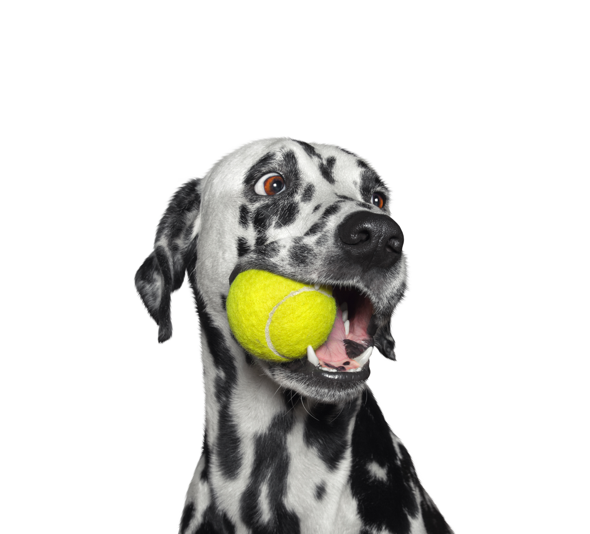 http://standishmilling.com/cdn/shop/collections/happy-dog-with-tennis-ball.png?v=1664312179