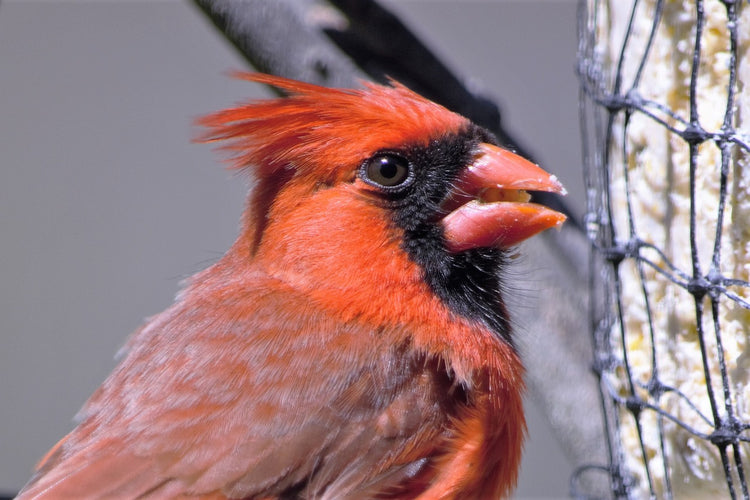 Suet Feeders Selection: Enhance Your Backyard Birding Experience