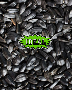 sun flower seeds for birds Black Sunflower Seeds for Birds
