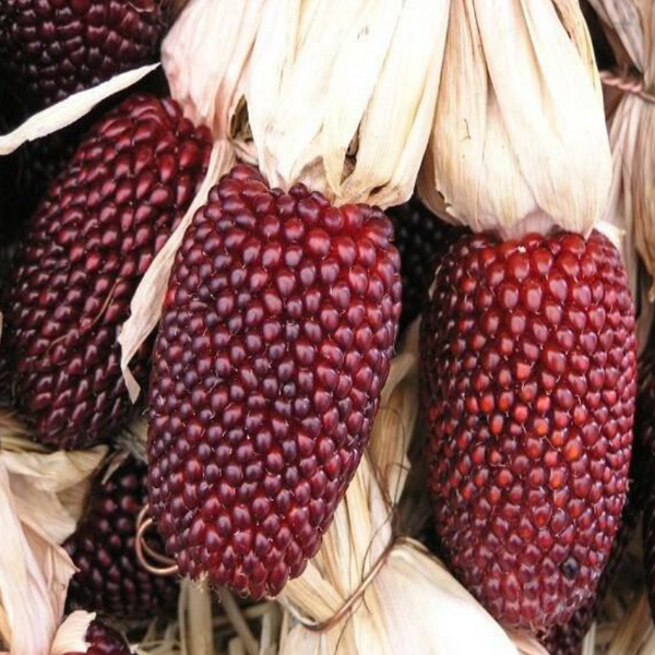 where to buy popcorn seeds for planting Strawberry Popcorn Decorative Corn Garden Seeds