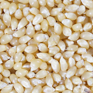 where to buy popcorn seeds for planting Snow Puff White Popcorn Garden Seeds