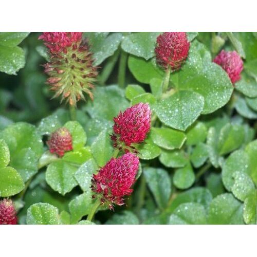 red clover seed planting 50 Lbs. Med Red Clover Coated Seed