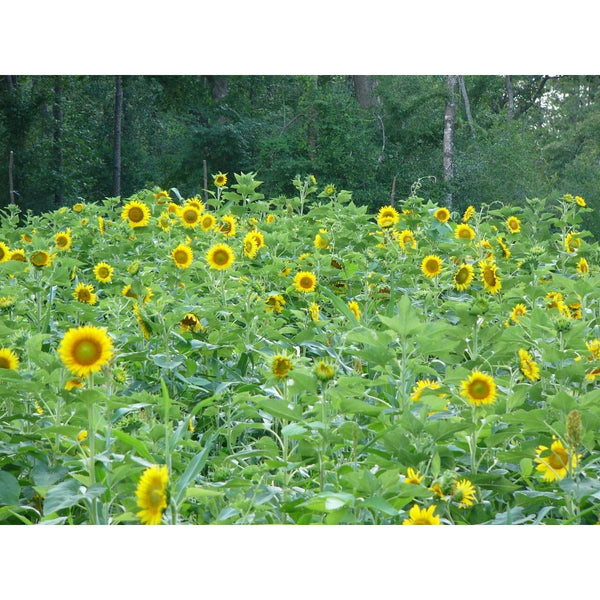 power plant seed mix 25 Lb Whitetail Institute Imperial Power Plant (Annual)