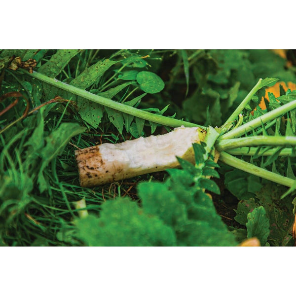 2.5 lbs WhiteTail Institute Ravish Radish Premium Brassica Food Plot