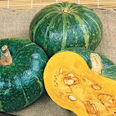 burgess garden seeds Burgess Buttercup Squash Garden Seeds