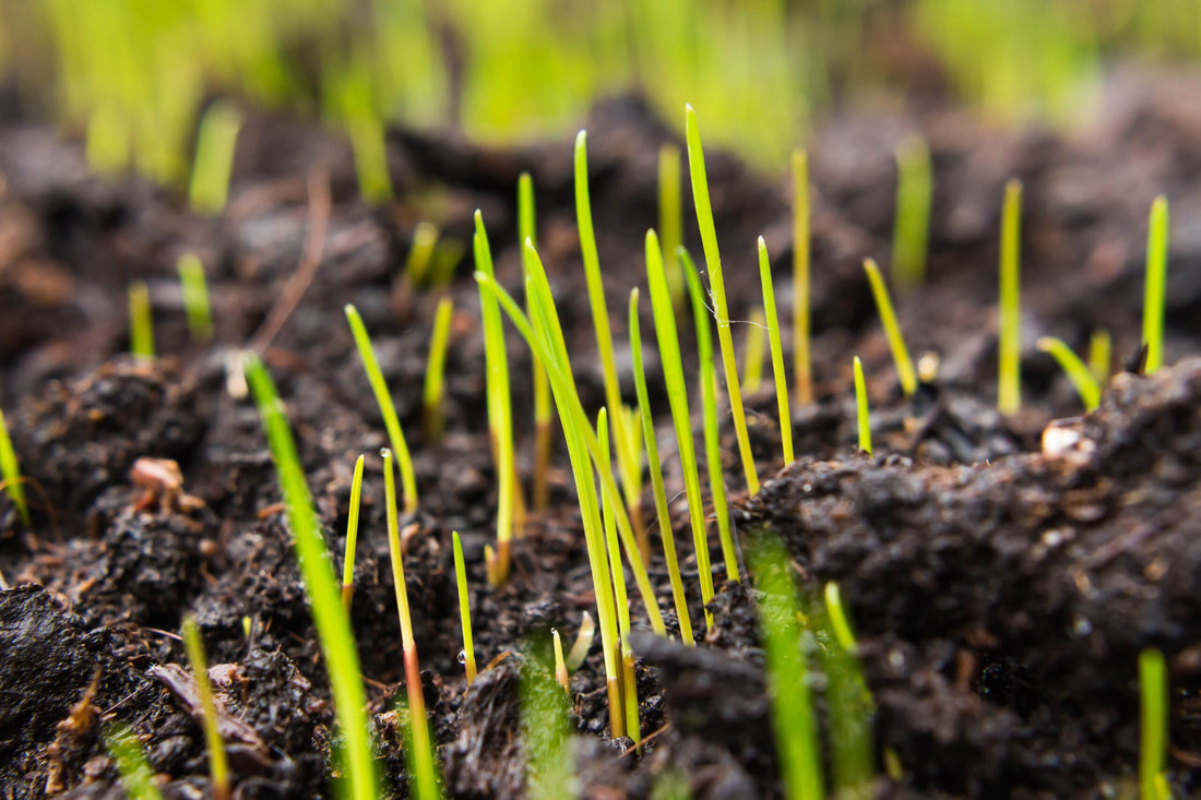How to Plant Grass Seed, the Easy Way