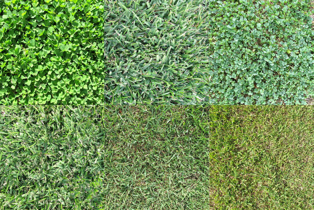 Different Types of Grass: What Should You Plant?
