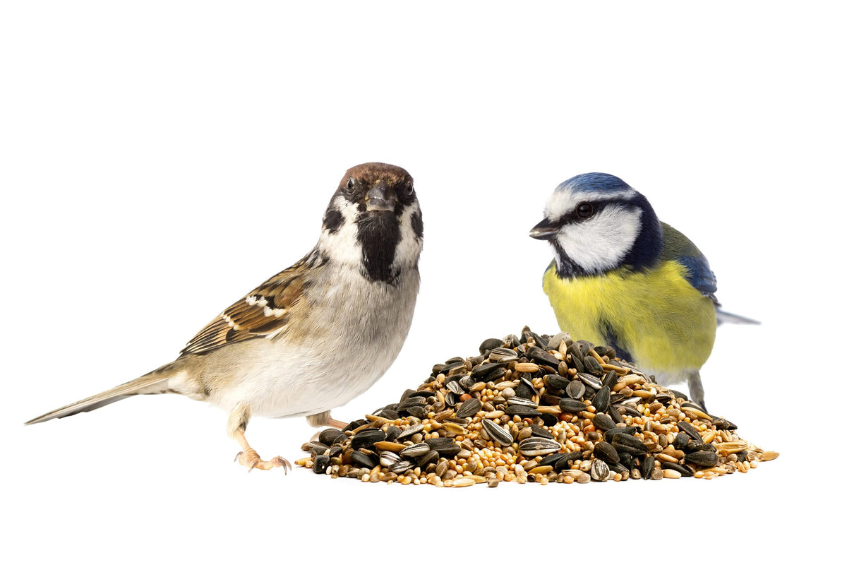 Selecting the Best Wild Bird Seed Mix