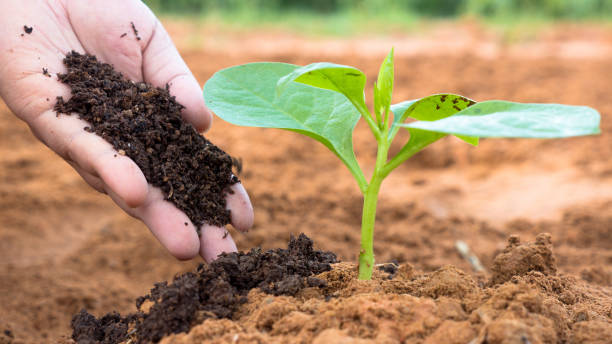 Best Fertilizers for Spring