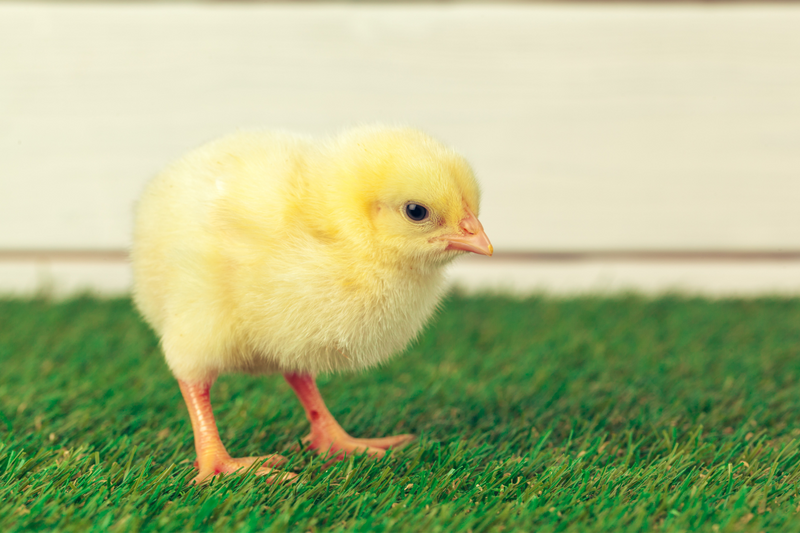 Best Chicken Feeds and Tips for Optimal Poultry Nutrition