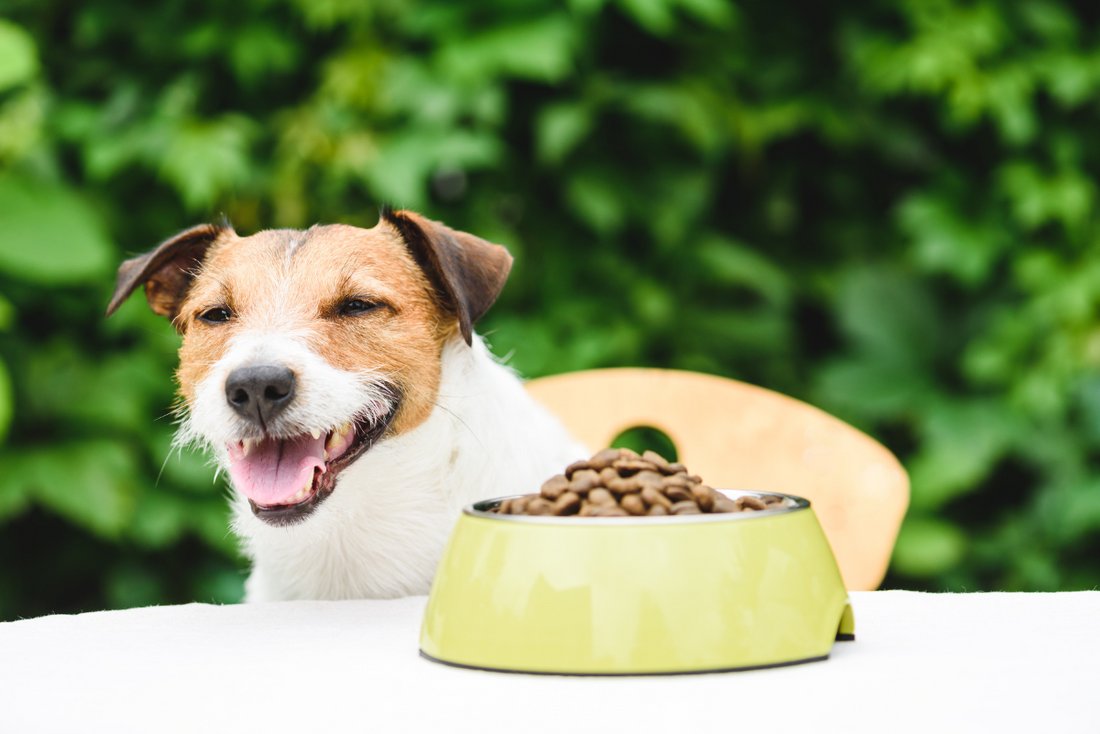 Is whole grain top wheat good for dogs