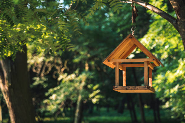 How to Attract Birds to Your Garden with Bird Feeders & Wildlife Tips