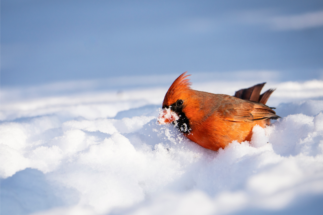 Backyard Bird Feeding Basics: Best Seeds, Grains, Nuts and Treats for Michigan Winter Birds (with Chart)