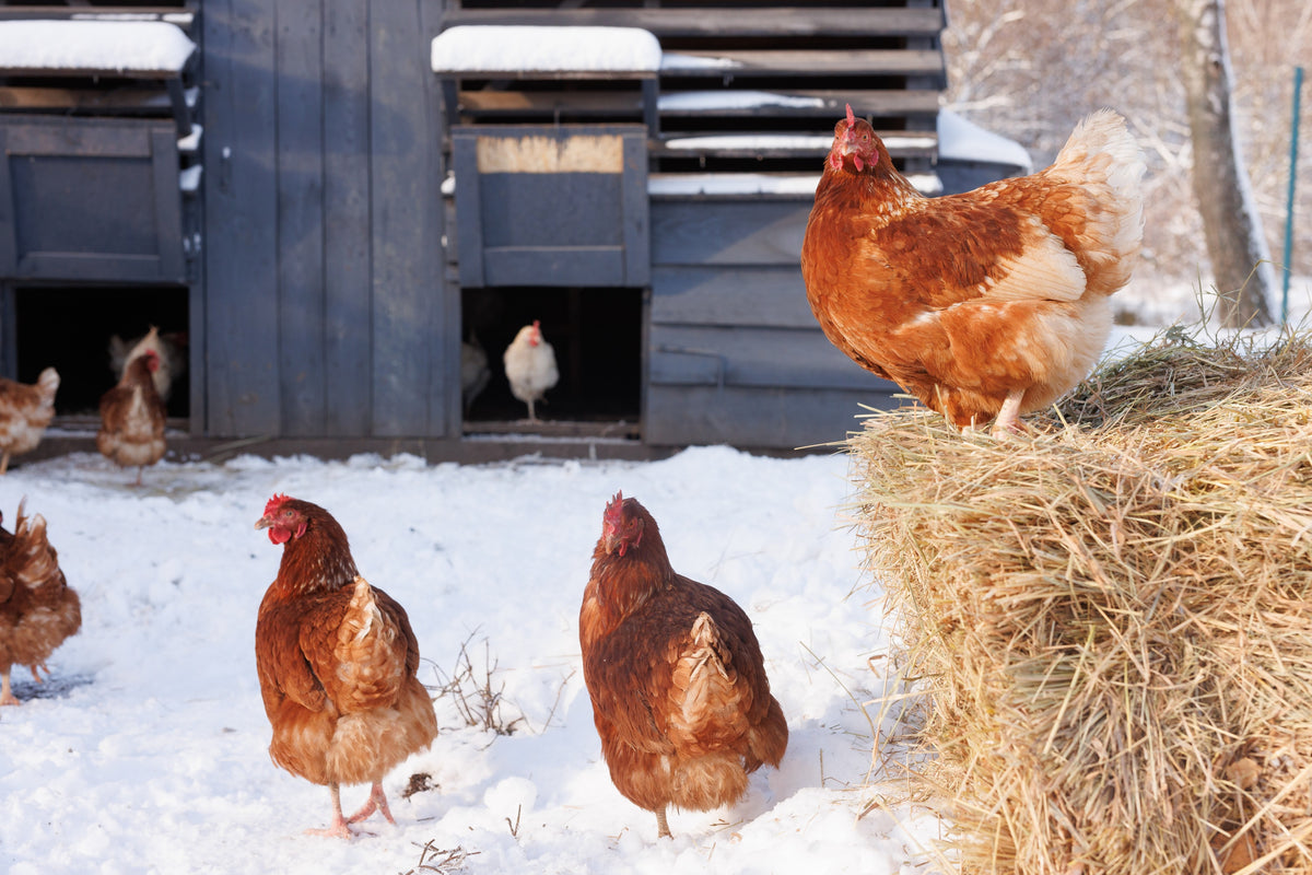 Winter Care Tips for Livestock and Poultry Owners