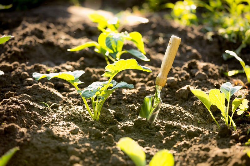 Embrace Organic Gardening: Sustainable Practices for a Healthier Farm