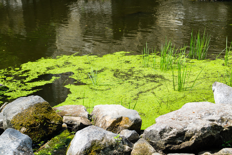 Copper Sulfate for Ponds: Ultimate Guide