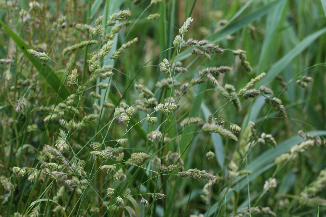 orchard grass seed head