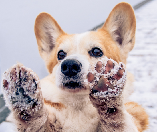 Pet-Safe Ice Melt: Why Choosing an Effective Pet-Safe Ice Melt is Important