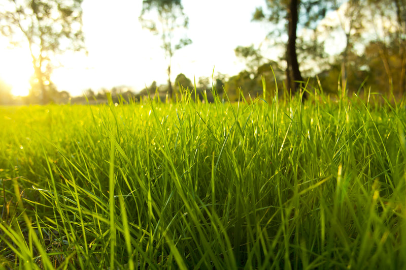 Fertilization Basics: Getting The Maximum Yield Out Of Your Harvest