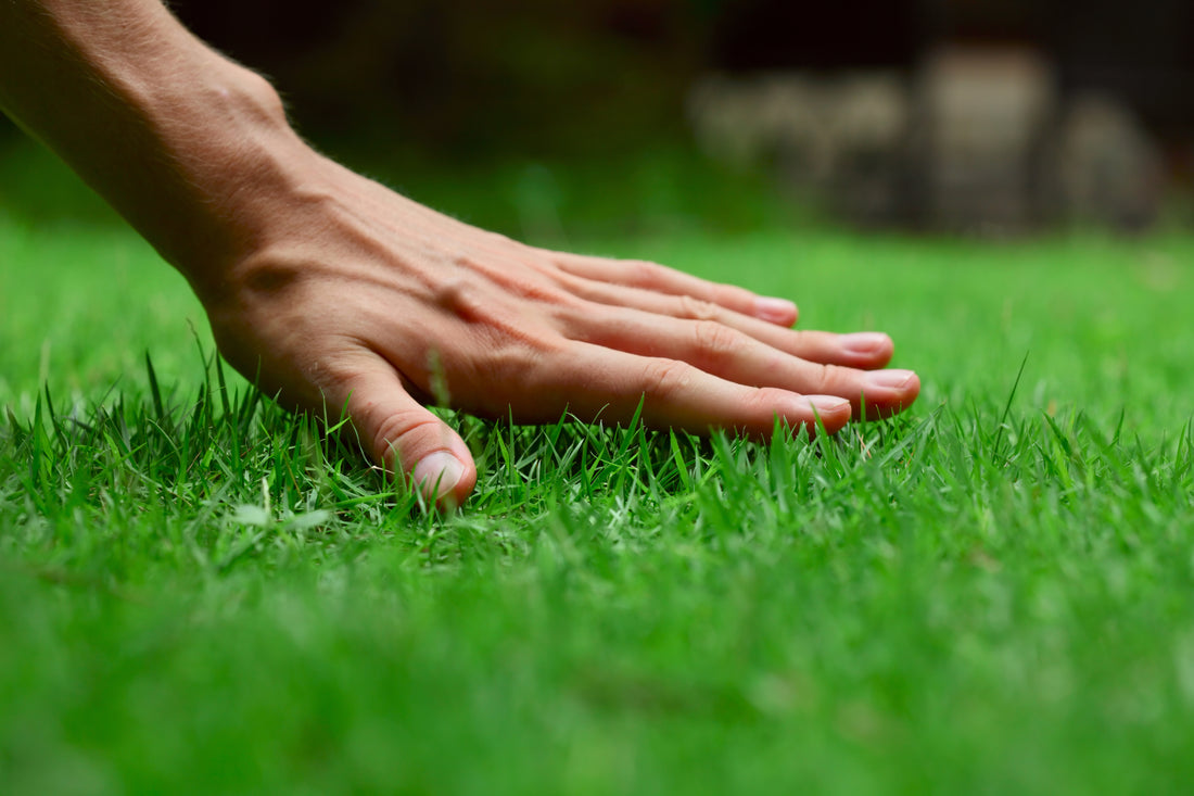 How to Make Grass Green: Complete Guide to a Greener Lawn