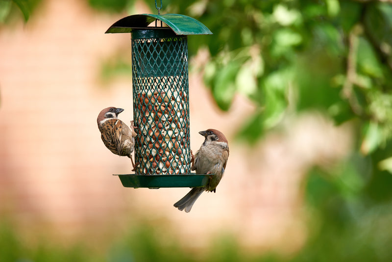 Selecting the Right Bird Seed for Your Garden Feeder