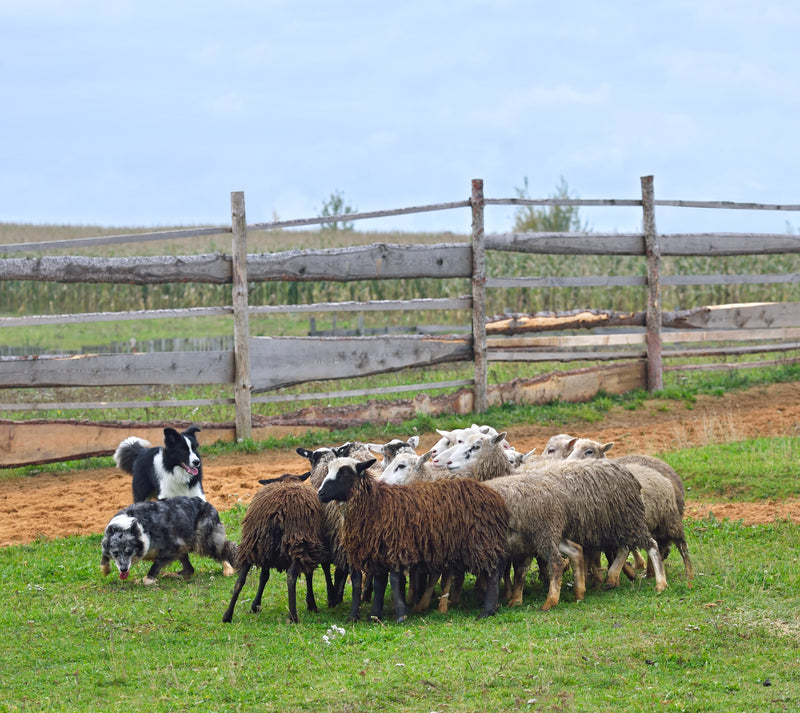 Top 7 Benefits of Using Natural Feeds for Healthier Animals