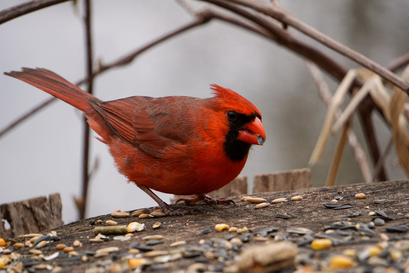 The Ultimate Guide to Black Sunflower Seeds for Birds: Benefits, Attraction, and Feeding Tips