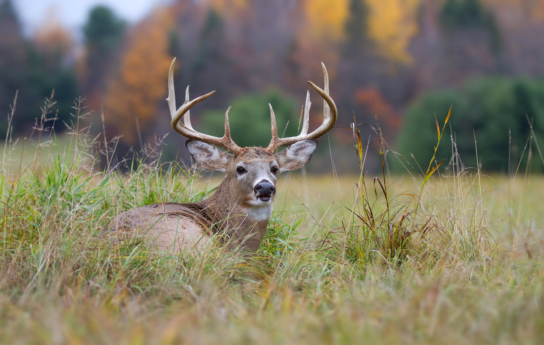 How to Attract Deer This Hunting Season: Step-by-Step Guide
