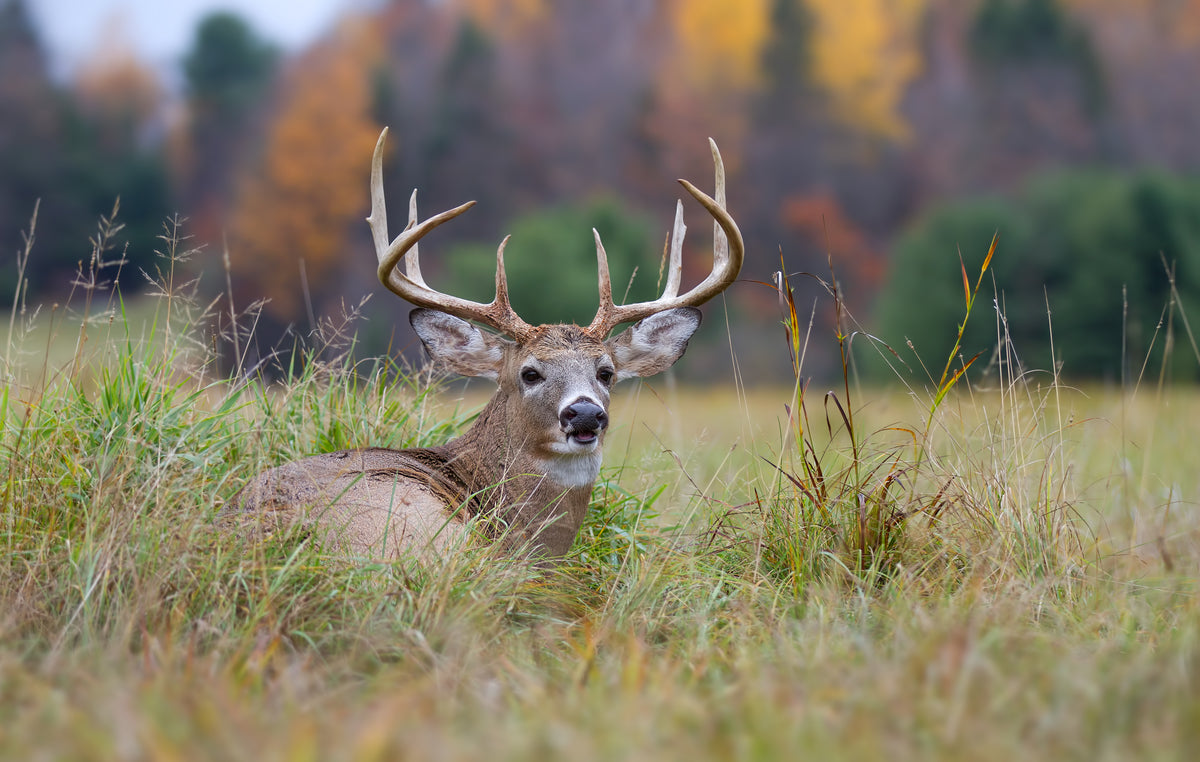 How to Attract Deer This Hunting Season: Step-by-Step Guide