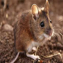 Pest Traps & Bait