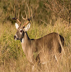 Hunting & Outdoors