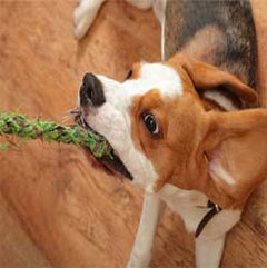 Pet Accessories