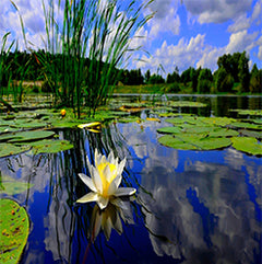 Pond & Fish Supplies