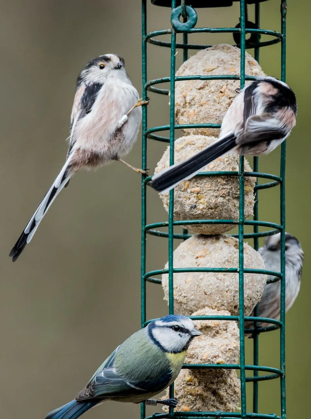 Suet Balls