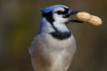 Wild Bird Seed, Suets & Treats