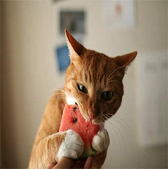 Cat Food
