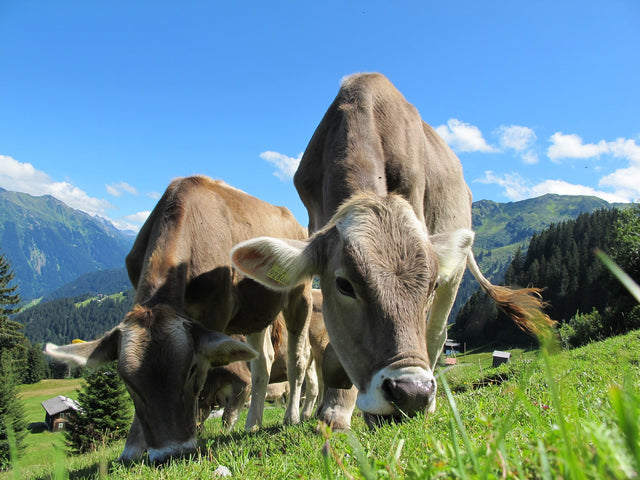 Pasture Seeds & Mixes
