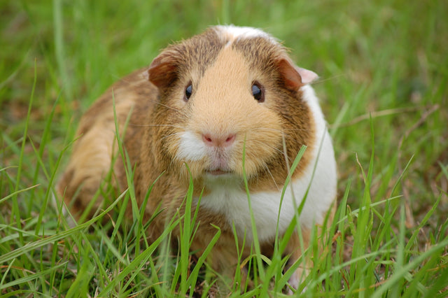 Small Animal Supplies