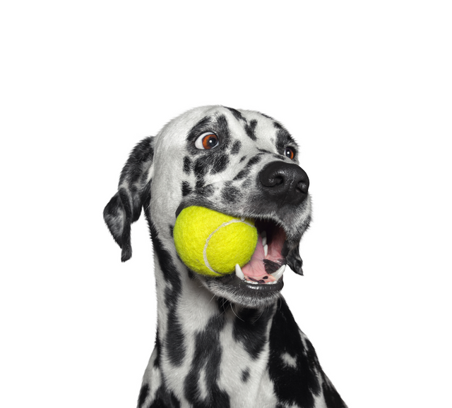 Dog Toys
