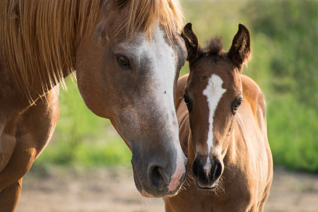 Horse Feed & Supplies