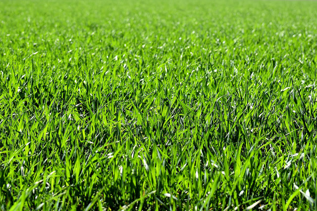 Grass Seeds & Lawn Mixes