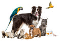 Pet Food & Supplies