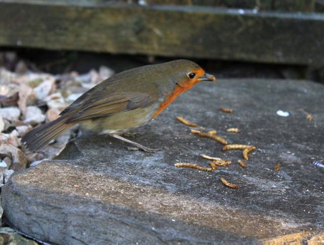 Bird Treats
