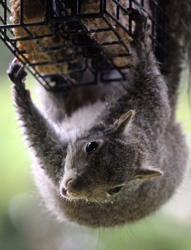 Bird & Wildlife Feeders