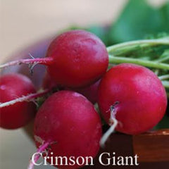 Crimson Giant Radish Garden Seeds