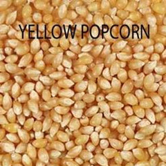 Purdue 410 Yellow Popcorn Garden Seeds