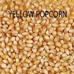 Purdue 410 Yellow Popcorn Garden Seeds
