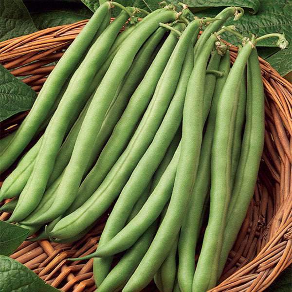 Blue Lake Green Bean Garden Seeds